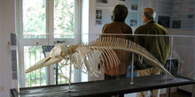 Sezione Cetacei Museo di Villa Arbusto